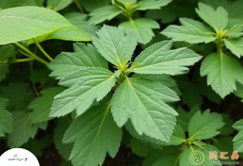 胰腺炎可以吃灰灰菜嗎