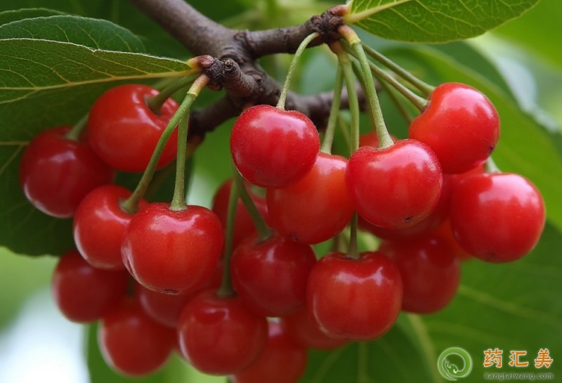 胰腺炎患者可以吃櫻桃嗎 胰腺炎患者可以吃櫻桃嗎