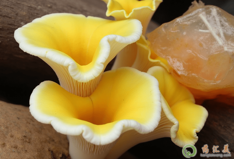 失眠可以吃黃蘑 失眠可以吃黃蘑