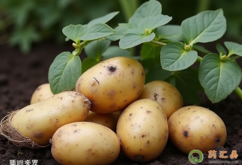 土豆的功效與作用 土豆的功效與作用