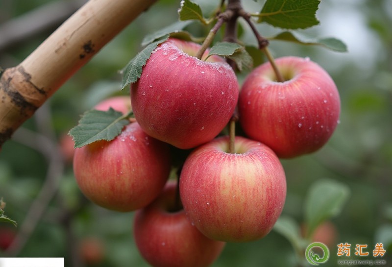 胰腺炎出院后可以吃蘋果嗎 胰腺炎出院后可以吃蘋果嗎