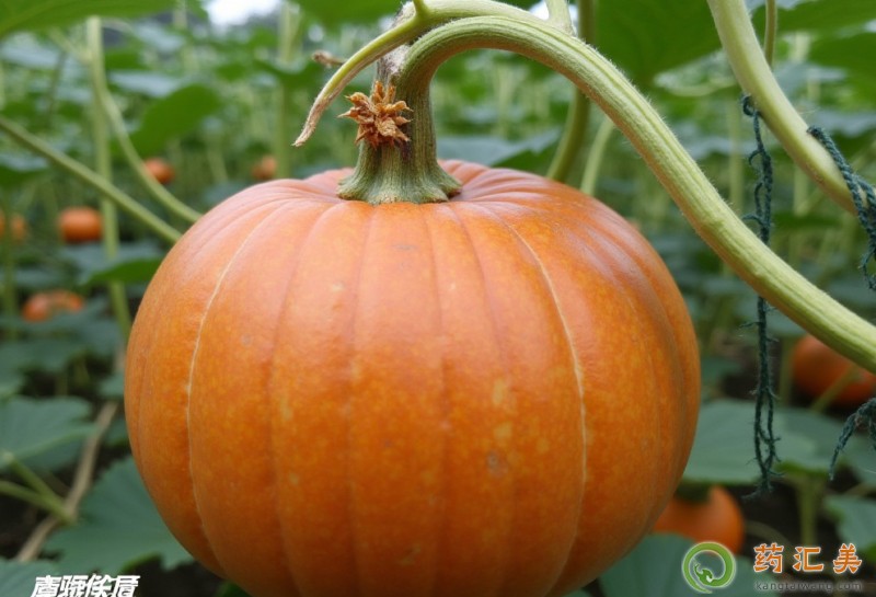 南瓜和什么食物相克不能一起吃 南瓜和什么食物相克不能一起吃