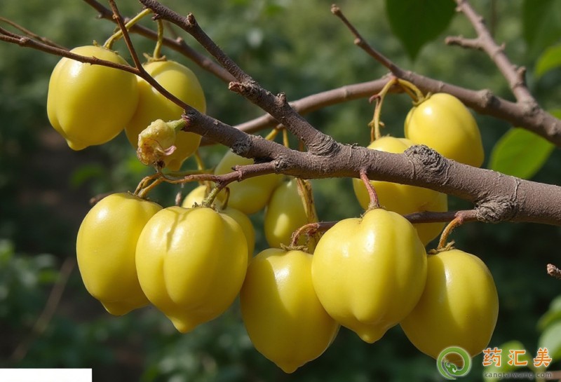 楊桃的營(yíng)養(yǎng)價(jià)值 楊桃的營(yíng)養(yǎng)價(jià)值