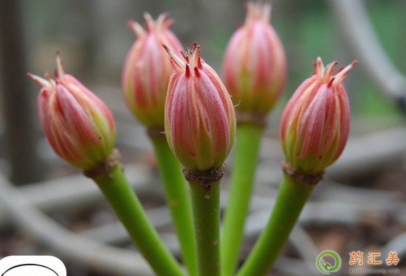 胰腺炎能吃刺老芽嗎 胰腺炎能吃刺老芽嗎