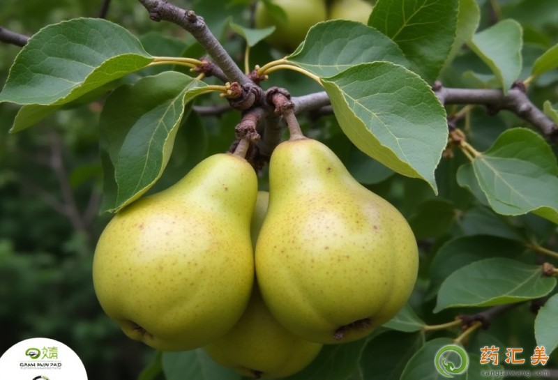 胰腺炎出院后能吃梨嗎 胰腺炎出院后能吃梨嗎