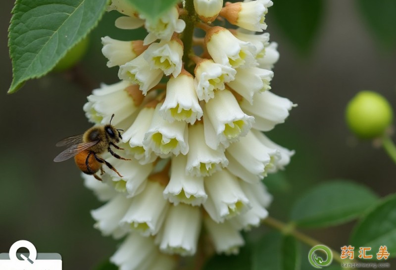 血壓高能吃槐花嗎 血壓高能吃槐花嗎