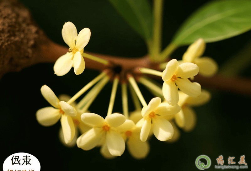 桂花的營養價值 桂花的營養價值