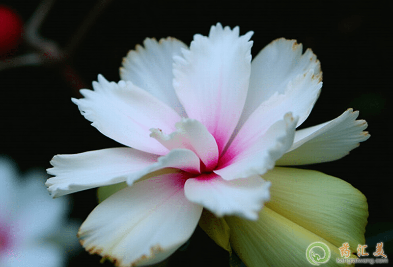 牡丹花的營養價值 牡丹花的營養價值