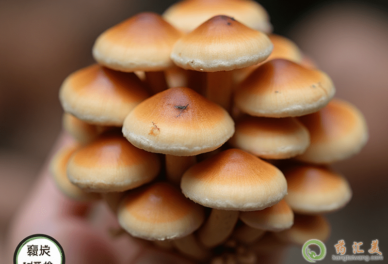 滑子菇的營養(yǎng)價(jià)值 滑子菇的營養(yǎng)價(jià)值