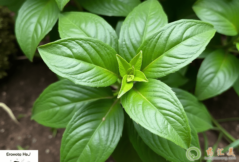 羅勒的營養價值 羅勒的營養價值