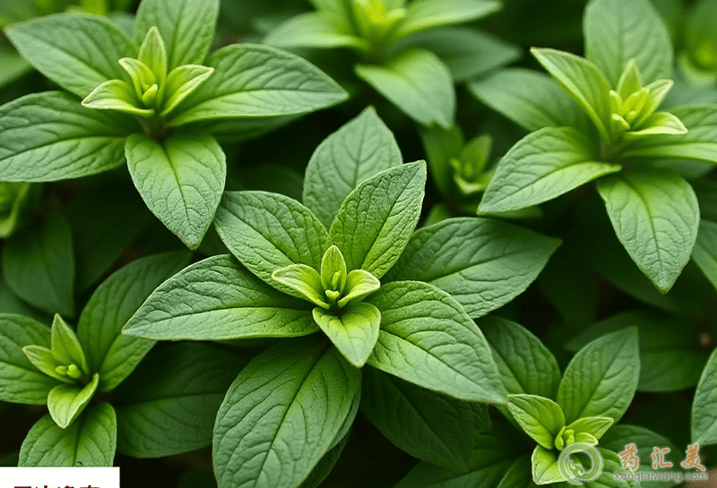 羅勒的功效與作用 羅勒的功效與作用