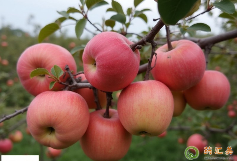 胰腺炎能吃蘋果嗎 胰腺炎能吃蘋果嗎