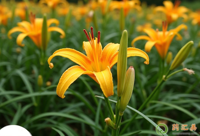 胰腺炎能吃黃花菜嗎 胰腺炎能吃黃花菜嗎
