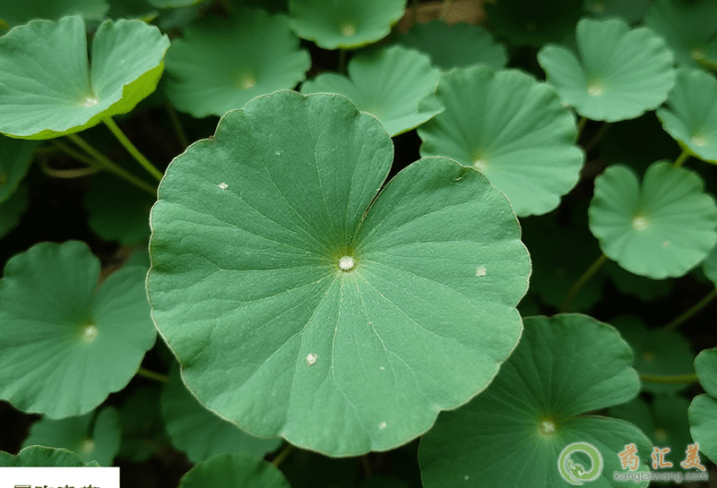 積雪草的功效 積雪草的功效