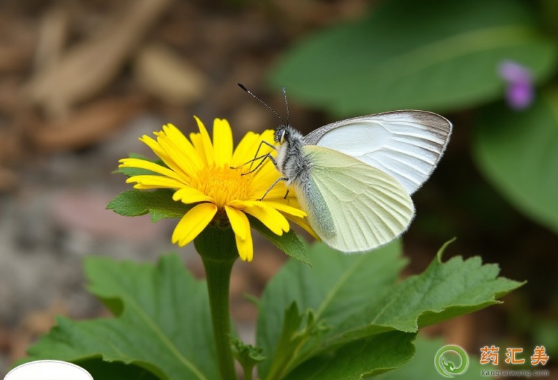 胰腺炎能吃蒲公草嗎 胰腺炎能吃蒲公草嗎