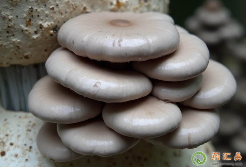 膽囊炎能吃平菇嗎 膽囊炎能吃平菇嗎