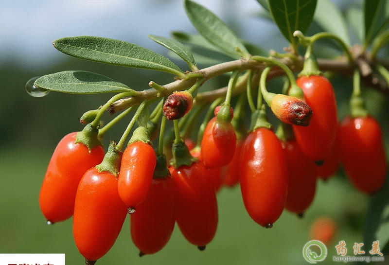 枸杞子的功效與作用 枸杞子的功效與作用